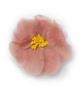 DANI BARRETTE -- APRICOT ORGANZA
